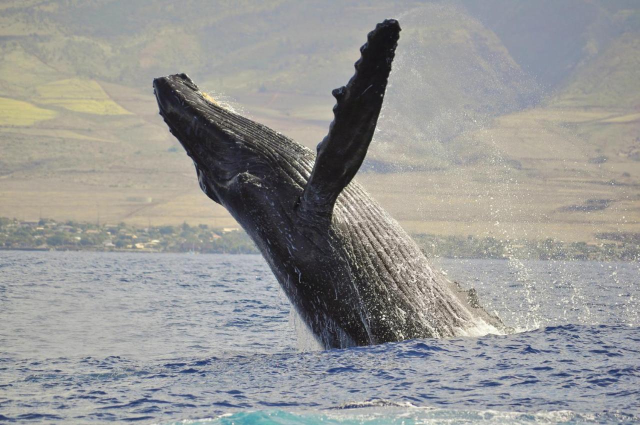 Вилла Paki Maui 424 Кахана Экстерьер фото